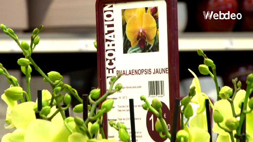 Présentation d'une jardinerie - Extrait